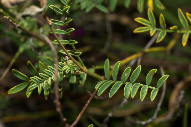 Hedysarum confertum / Sulla minore